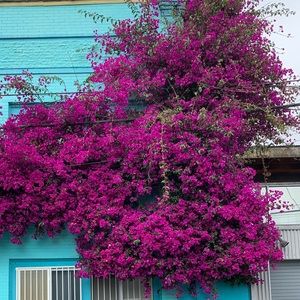 Meet your Posher, Audrey